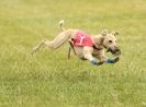 Image 26 in 40TH ANNIV. OF EAST ANGLIAN WHIPPET CLUB
