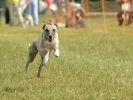 Image 28 in 40TH ANNIV. OF EAST ANGLIAN WHIPPET CLUB