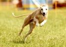 Image 29 in 40TH ANNIV. OF EAST ANGLIAN WHIPPET CLUB