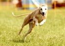 Image 29 in 40TH ANNIV. OF EAST ANGLIAN WHIPPET CLUB