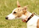 Image 3 in 40TH ANNIV. OF EAST ANGLIAN WHIPPET CLUB