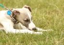 Image 31 in 40TH ANNIV. OF EAST ANGLIAN WHIPPET CLUB