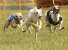 Image 32 in 40TH ANNIV. OF EAST ANGLIAN WHIPPET CLUB