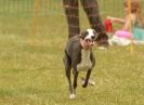 Image 33 in 40TH ANNIV. OF EAST ANGLIAN WHIPPET CLUB