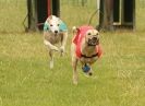 Image 34 in 40TH ANNIV. OF EAST ANGLIAN WHIPPET CLUB