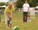 Image 4 in 40TH ANNIV. OF EAST ANGLIAN WHIPPET CLUB
