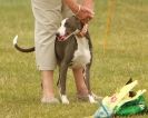 Image 5 in 40TH ANNIV. OF EAST ANGLIAN WHIPPET CLUB