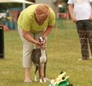 Image 6 in 40TH ANNIV. OF EAST ANGLIAN WHIPPET CLUB