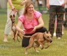 Image 7 in 40TH ANNIV. OF EAST ANGLIAN WHIPPET CLUB