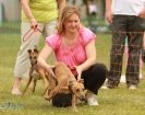 Image 8 in 40TH ANNIV. OF EAST ANGLIAN WHIPPET CLUB