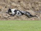 Image 1 in POACHERS REST. WHIPPET TERRIER AND LURCHER RACING 20 JUNE 2010