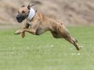 Image 10 in POACHERS REST. WHIPPET TERRIER AND LURCHER RACING 20 JUNE 2010