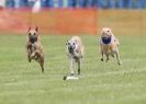 Image 11 in POACHERS REST. WHIPPET TERRIER AND LURCHER RACING 20 JUNE 2010