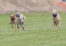 Image 12 in POACHERS REST. WHIPPET TERRIER AND LURCHER RACING 20 JUNE 2010