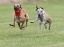 Image 13 in POACHERS REST. WHIPPET TERRIER AND LURCHER RACING 20 JUNE 2010