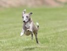 Image 14 in POACHERS REST. WHIPPET TERRIER AND LURCHER RACING 20 JUNE 2010