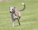 Image 15 in POACHERS REST. WHIPPET TERRIER AND LURCHER RACING 20 JUNE 2010