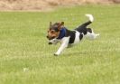 Image 17 in POACHERS REST. WHIPPET TERRIER AND LURCHER RACING 20 JUNE 2010