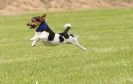 Image 18 in POACHERS REST. WHIPPET TERRIER AND LURCHER RACING 20 JUNE 2010