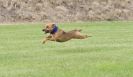 Image 19 in POACHERS REST. WHIPPET TERRIER AND LURCHER RACING 20 JUNE 2010