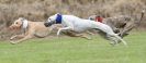 Image 2 in POACHERS REST. WHIPPET TERRIER AND LURCHER RACING 20 JUNE 2010