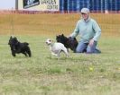 Image 23 in POACHERS REST. WHIPPET TERRIER AND LURCHER RACING 20 JUNE 2010