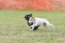 Image 24 in POACHERS REST. WHIPPET TERRIER AND LURCHER RACING 20 JUNE 2010