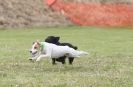 Image 25 in POACHERS REST. WHIPPET TERRIER AND LURCHER RACING 20 JUNE 2010