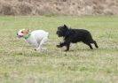 Image 26 in POACHERS REST. WHIPPET TERRIER AND LURCHER RACING 20 JUNE 2010