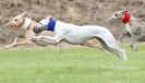 Image 3 in POACHERS REST. WHIPPET TERRIER AND LURCHER RACING 20 JUNE 2010