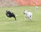 Image 30 in POACHERS REST. WHIPPET TERRIER AND LURCHER RACING 20 JUNE 2010