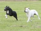 Image 31 in POACHERS REST. WHIPPET TERRIER AND LURCHER RACING 20 JUNE 2010