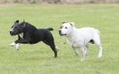 Image 32 in POACHERS REST. WHIPPET TERRIER AND LURCHER RACING 20 JUNE 2010