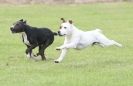 Image 33 in POACHERS REST. WHIPPET TERRIER AND LURCHER RACING 20 JUNE 2010