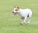 Image 34 in POACHERS REST. WHIPPET TERRIER AND LURCHER RACING 20 JUNE 2010