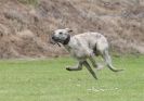 Image 35 in POACHERS REST. WHIPPET TERRIER AND LURCHER RACING 20 JUNE 2010