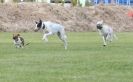 Image 36 in POACHERS REST. WHIPPET TERRIER AND LURCHER RACING 20 JUNE 2010