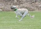 Image 37 in POACHERS REST. WHIPPET TERRIER AND LURCHER RACING 20 JUNE 2010