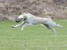 Image 38 in POACHERS REST. WHIPPET TERRIER AND LURCHER RACING 20 JUNE 2010