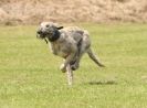 Image 39 in POACHERS REST. WHIPPET TERRIER AND LURCHER RACING 20 JUNE 2010