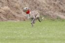 Image 4 in POACHERS REST. WHIPPET TERRIER AND LURCHER RACING 20 JUNE 2010