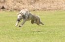 Image 40 in POACHERS REST. WHIPPET TERRIER AND LURCHER RACING 20 JUNE 2010