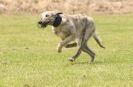 Image 41 in POACHERS REST. WHIPPET TERRIER AND LURCHER RACING 20 JUNE 2010