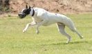 Image 43 in POACHERS REST. WHIPPET TERRIER AND LURCHER RACING 20 JUNE 2010