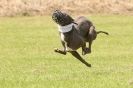 Image 44 in POACHERS REST. WHIPPET TERRIER AND LURCHER RACING 20 JUNE 2010