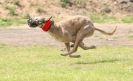 Image 45 in POACHERS REST. WHIPPET TERRIER AND LURCHER RACING 20 JUNE 2010