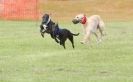 Image 46 in POACHERS REST. WHIPPET TERRIER AND LURCHER RACING 20 JUNE 2010