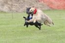 Image 47 in POACHERS REST. WHIPPET TERRIER AND LURCHER RACING 20 JUNE 2010