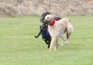 Image 48 in POACHERS REST. WHIPPET TERRIER AND LURCHER RACING 20 JUNE 2010