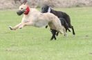 Image 49 in POACHERS REST. WHIPPET TERRIER AND LURCHER RACING 20 JUNE 2010